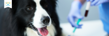 blood work for dogs
