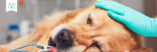 anesthesia for dogs