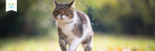 flea and tick treatments for cats