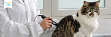 laser therapy for pain relief for cats