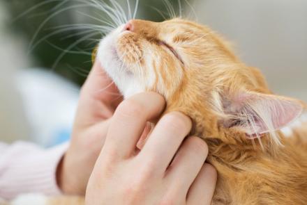 Cat House Calls