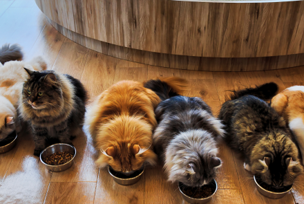 Cat Nutrition