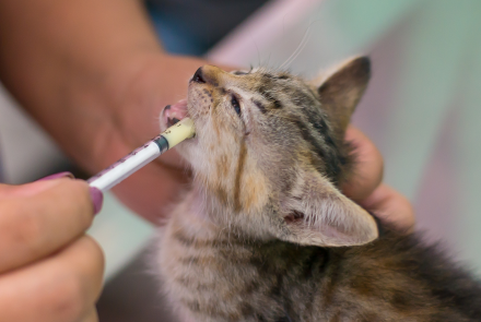 Cat Deworming