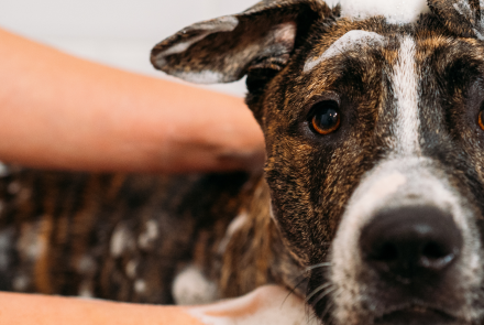 Dog Bathing and Hygiene