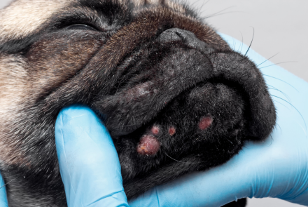 Dog Dermatology