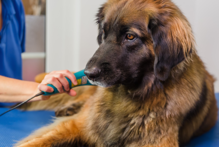 Dog Laser Therapy