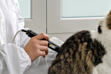 Cat Laser Therapy