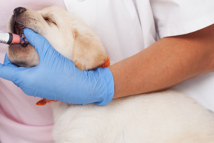 Dog Deworming