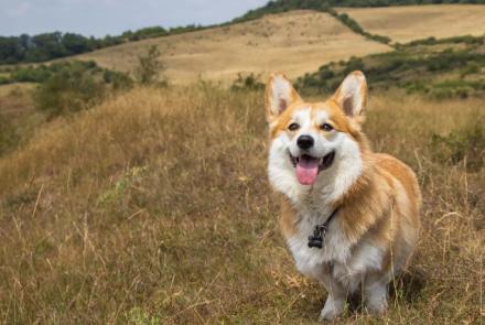 Cardigan Welsh Corgi