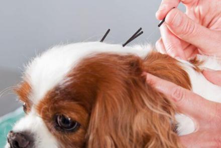 Dog Acupuncture