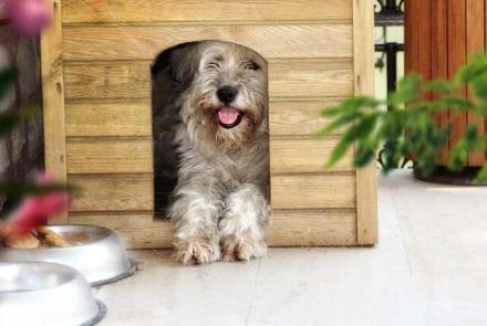 Dog Boarding