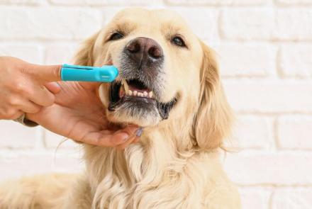 Dog Dentistry