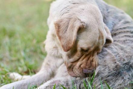 Dog Dermatology