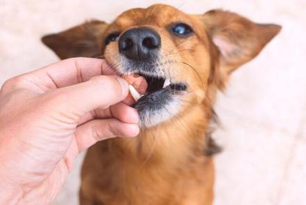 Dog Deworming