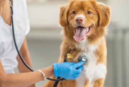 Dog Heartworm