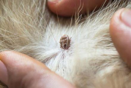 Dog Parasites