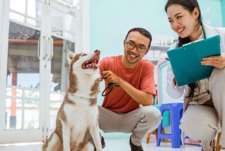 Dog Preventive Care