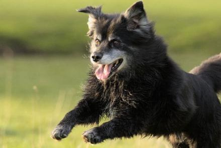 Dog Senior Care