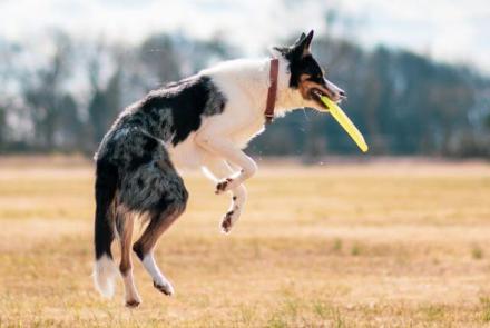 Dog Activities and Fun