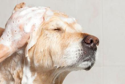 Dog Bathing and Hygiene