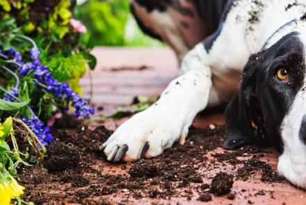 Dog Behavior