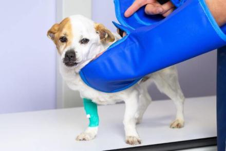 Dog Diagnostic Imaging