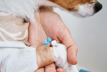 Dog Emergency Care