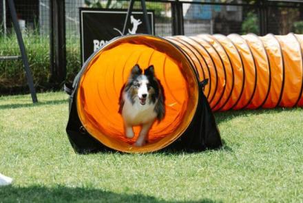 Dog Exercise