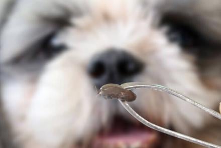 Dog Flea and Tick