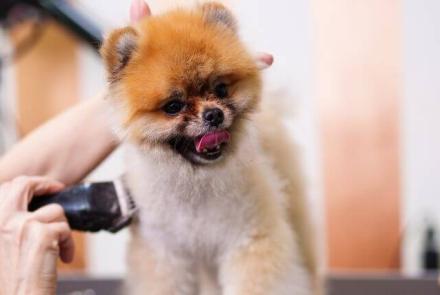 Dog Grooming