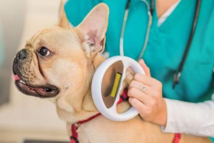 Dog Microchipping