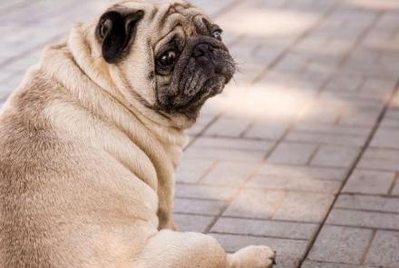 Dog Pain Management