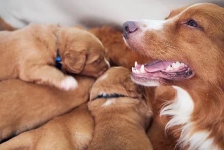 Dog Pregnancy