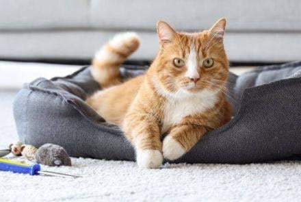 Cat Accessories