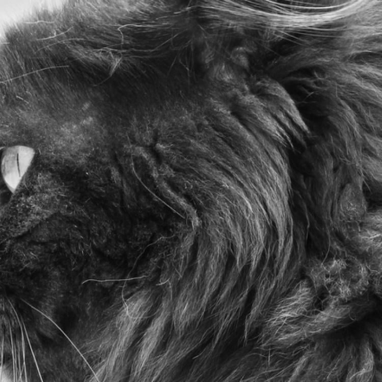 Hairballs in Cats Causes, Symptoms, and What You Can Do About Them