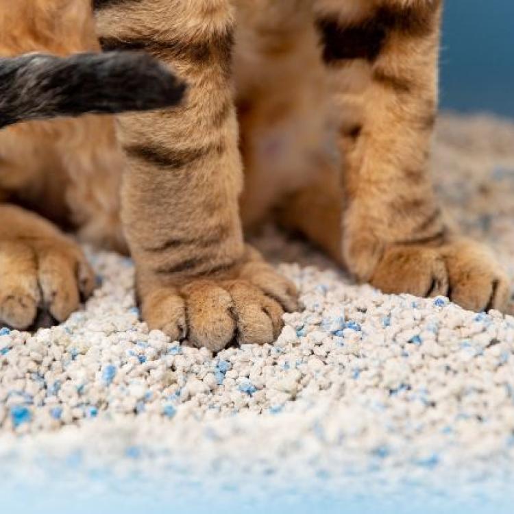 4 Essential Litter Box Tips Every Cat Owner Should Know