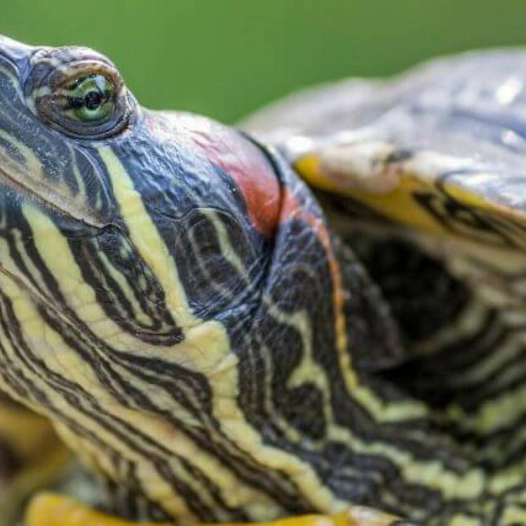 7 Shelltastic Reasons Turtles Make Great Pets