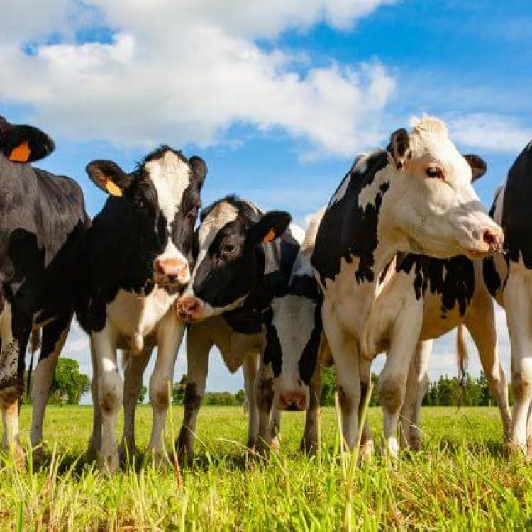 Cow Appreciation Day: The Importance of Dairy Cows in Our Lives and ...