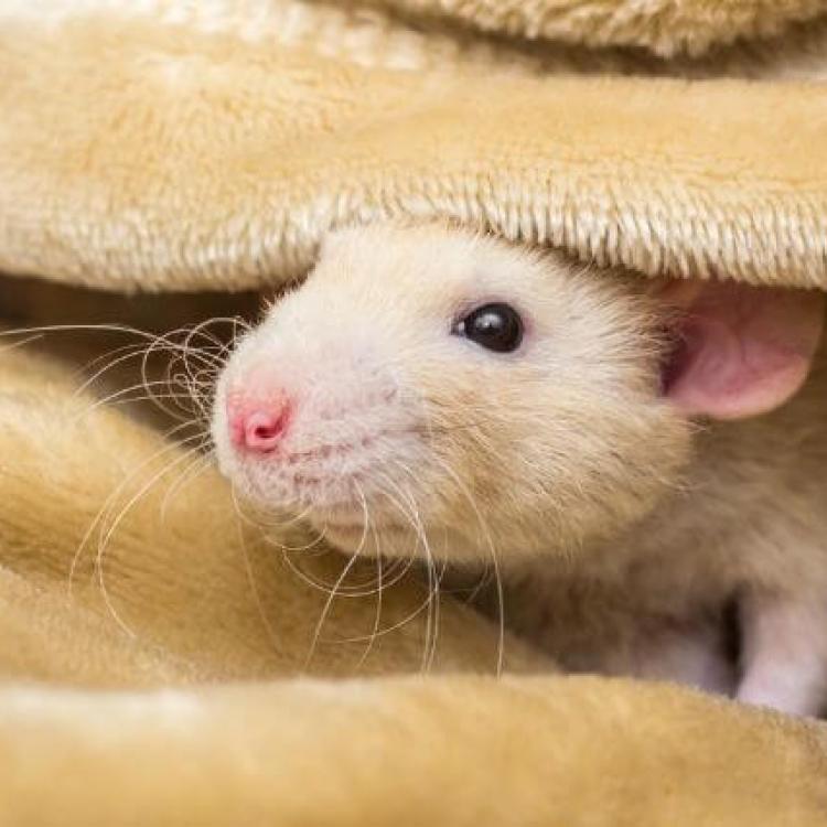 Caring for a Fancy Rat [Owners Guide]