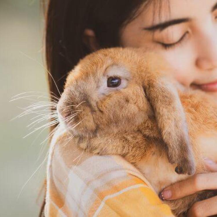 Hop Into Rabbit Care: A Comprehensive Guide for Bunny Owners