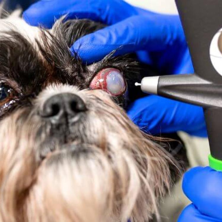 Pet Eye Health: Everything You Need to Know About Common Dog & Cat Eye ...