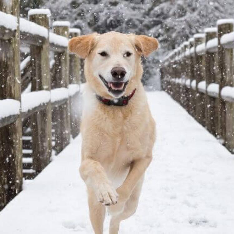 How to Protect Your Dog's Paws in the Winter: 9 Expert Tips