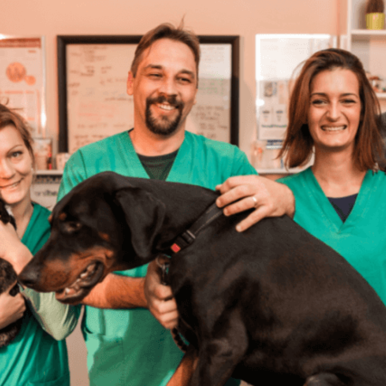 The Benefits of Using an AAHAAccredited Veterinary Hospital