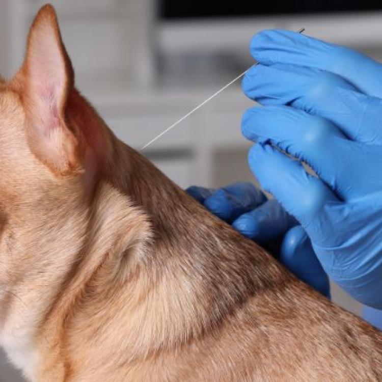 Getting to the Point Is Acupuncture Right for Your Pet?