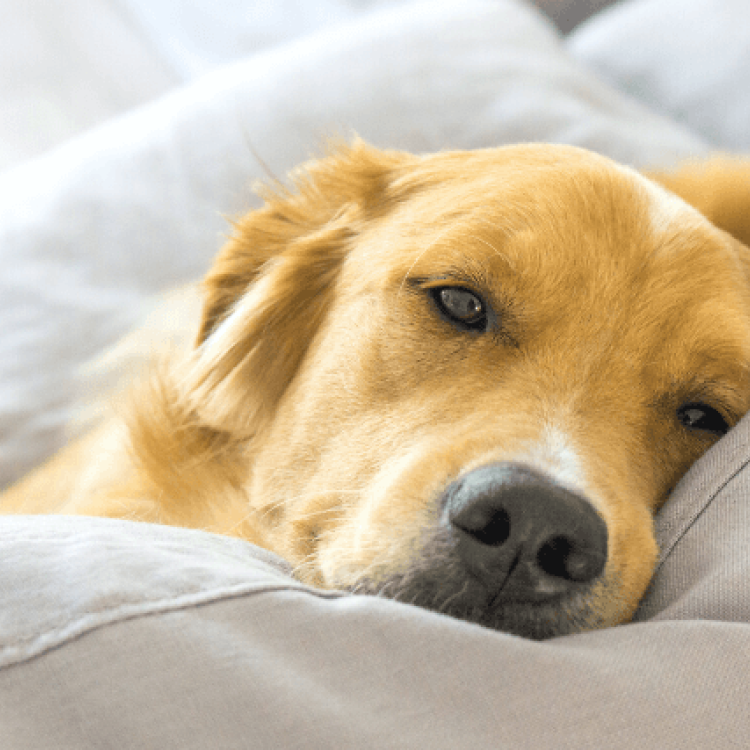 Best dog for deals couch potatoes