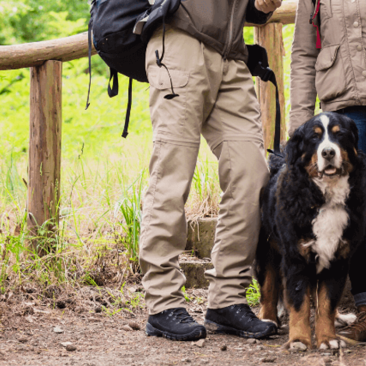 The Best Dog Breeds for Hiking