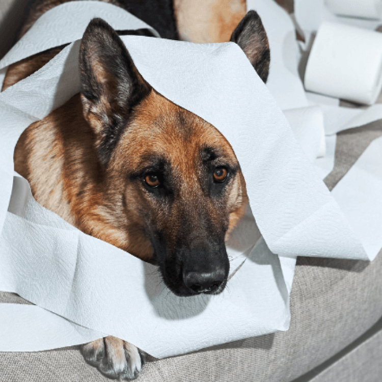 Home Alone? How to Keep Your Dog Happy