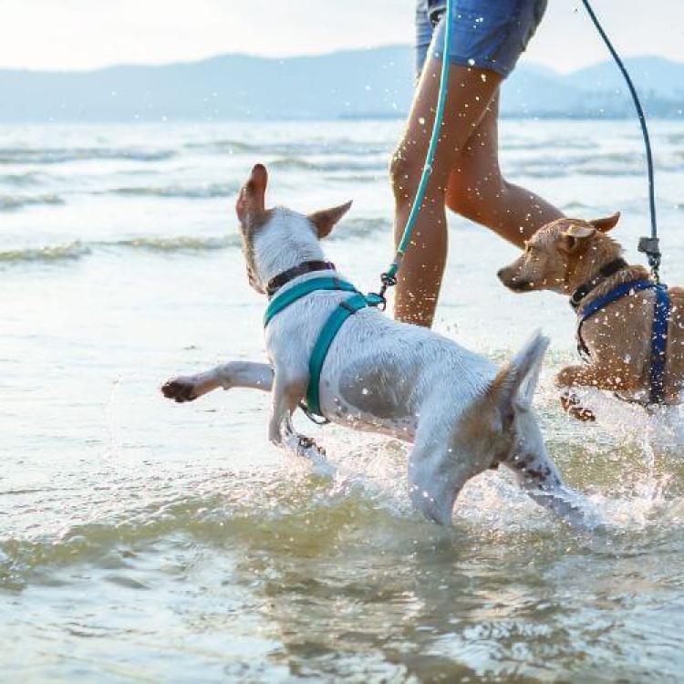 10 Smart Reasons for Keeping Your Dog on a Leash