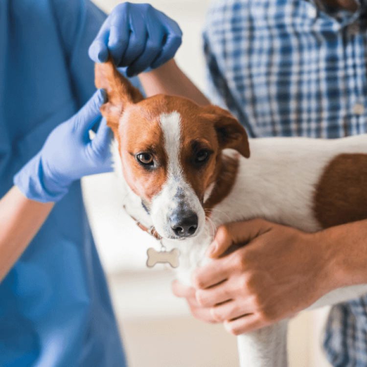An Exam Before Vaccines: Does My Pet Really Need This?