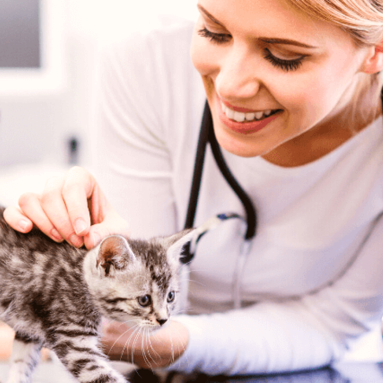 How To Find The Best Veterinarian